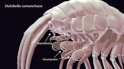 Un modelo digital del crustáceo depredador Dulcibella camanchaca.