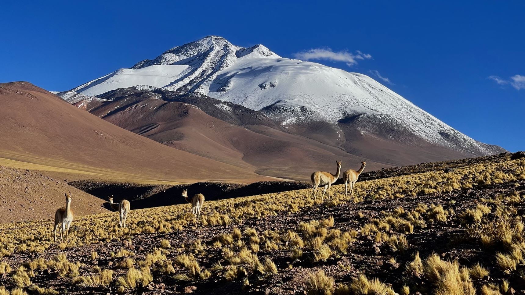 Llullaillaco, el segundo volcán activo más alto del mundo, con vicuñas en primer plano.