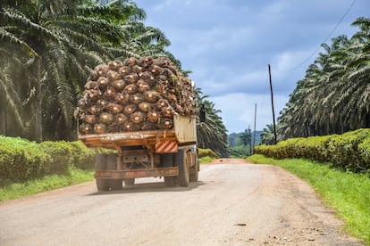 La inmensa plantación pertenece a Socapalm, una empresa privatizada controlada en un 80% por el grupo de origen francés Bolloré. En el interior de la misma ha quedado atrapado un pueblo de pigmeos bagyelis que se llama Kilombo. Para llegar hasta él hay que sortear a los guardias de seguridad de la empresa, que tienen órdenes de no dejar pasar a nadie que no resida allí. En la imagen, un remolque transporta las piñas de las palmeras camino del molino.