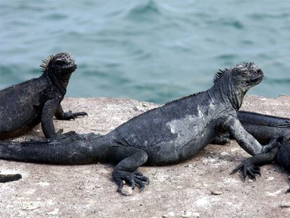Iguanas en las islas Galápagos