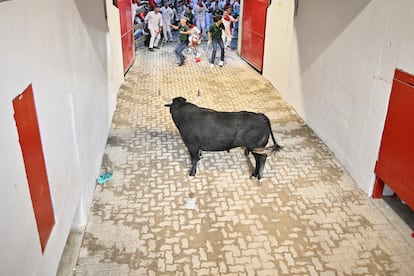 One of the bulls from the Cebada Gago ranch turns around at the entrance to the bullring.