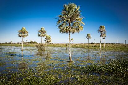 The Iberá Wetlands in the province of Corrientes, in northeastern Argentina.