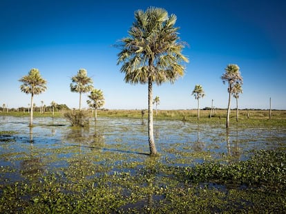 The Iberá Wetlands in the province of Corrientes, in northeastern Argentina.