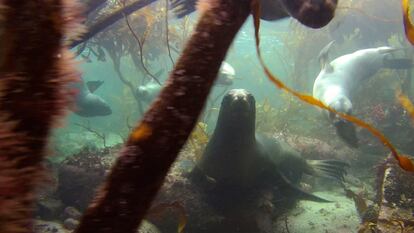 Lobos marinos nadan entre algas Macrocystis pyrifera, en Malvinas, Argentina.