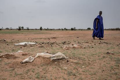 Senegal atraviesa su tercera crisis hídrica en seis años y se enfrenta a un grave problema de hambruna, dejando a 245.000 personas sin alimento. En la foto, animales muertos por la sequía en Senegal.