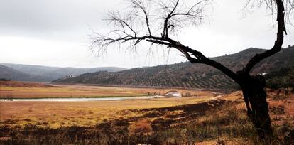 Un campo junto al embalse de Giribaile, en Jaén, cuyas reservas están al 40%