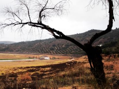 Un campo junto al embalse de Giribaile, en Jaén, cuyas reservas están al 40%