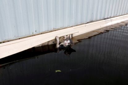 Un gato se aferra al costado de un remolque tras el desbordamiento del río Cape Fear en Burgaw.