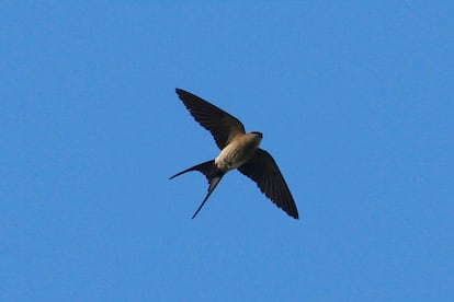 Muy parecida a la legendaria y popular golondrina común, la golondrina dáurica llegó un buen día procedente de sus tierras africanas y desde entonces vuelve cada año con la entrada de la primavera y además acompañada cada vez de un mayor número de ejemplares de su especie. Se la distingue fácilmente de la común por poseer la nuca, el obispillo y la cara inferior de su cuerpo de color rojizos.