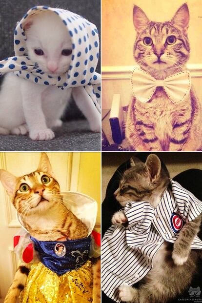 Sol, un lindo gatito de 2 años que pasó de lucir pañuelos estampados, cuando tan solo era un bebé, a posar con pajaritas, disfraces o camisas. Un minino con clase.