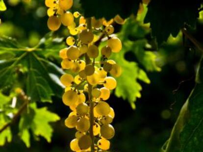 Racimo de uvas de malvasía de Sitges.