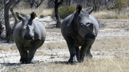 Rinocerontes blancos en el parque nacional Matopo (Zimbabwe)