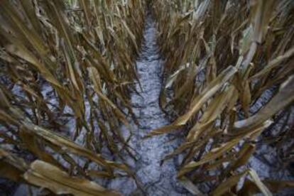 Detalle de un cultivo de maíz afectado por la sequía, a las afueras de Eldorado, Illinois (EE.UU.). EFE/Archivo