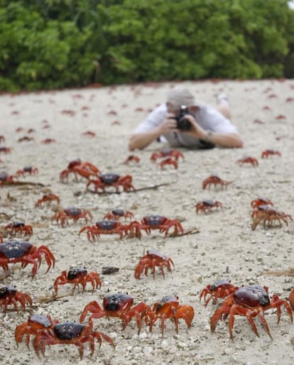 La gran migración de los cangrejos rojos, endémicos de la isla de Navidad (Australia).