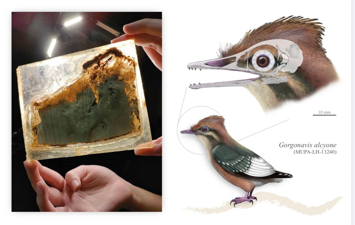 Nuova specie di uccello del Cretácico con becco dentato scoperta a Las Hoyas