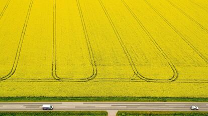 Vista aérea que muestra carriles hechos por maquinaria agrícola en un campo de colza en Zorbau (Alemania).