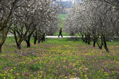 Un hombre camina entre los almendros en flor en un campo cerca de la ciudad cisjordana de Jenin.
