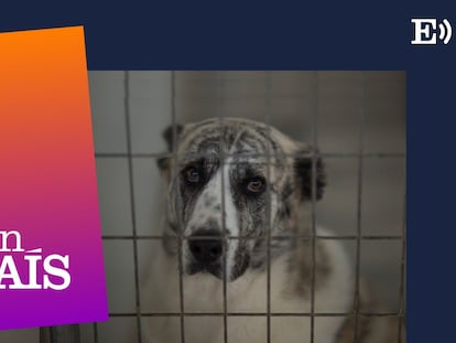 ‘Podcast’ | Perros de caza: perros sin ley 