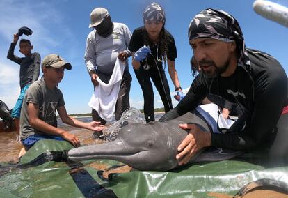 Fernando Trujillo y un equipo de investigadores revisa el estado de salud de un delfín.