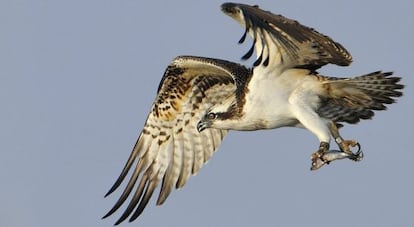 Un águila pescadora sobrevolando Cádiz.