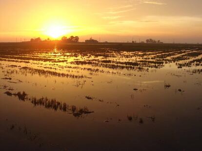 Delta del Ebro.