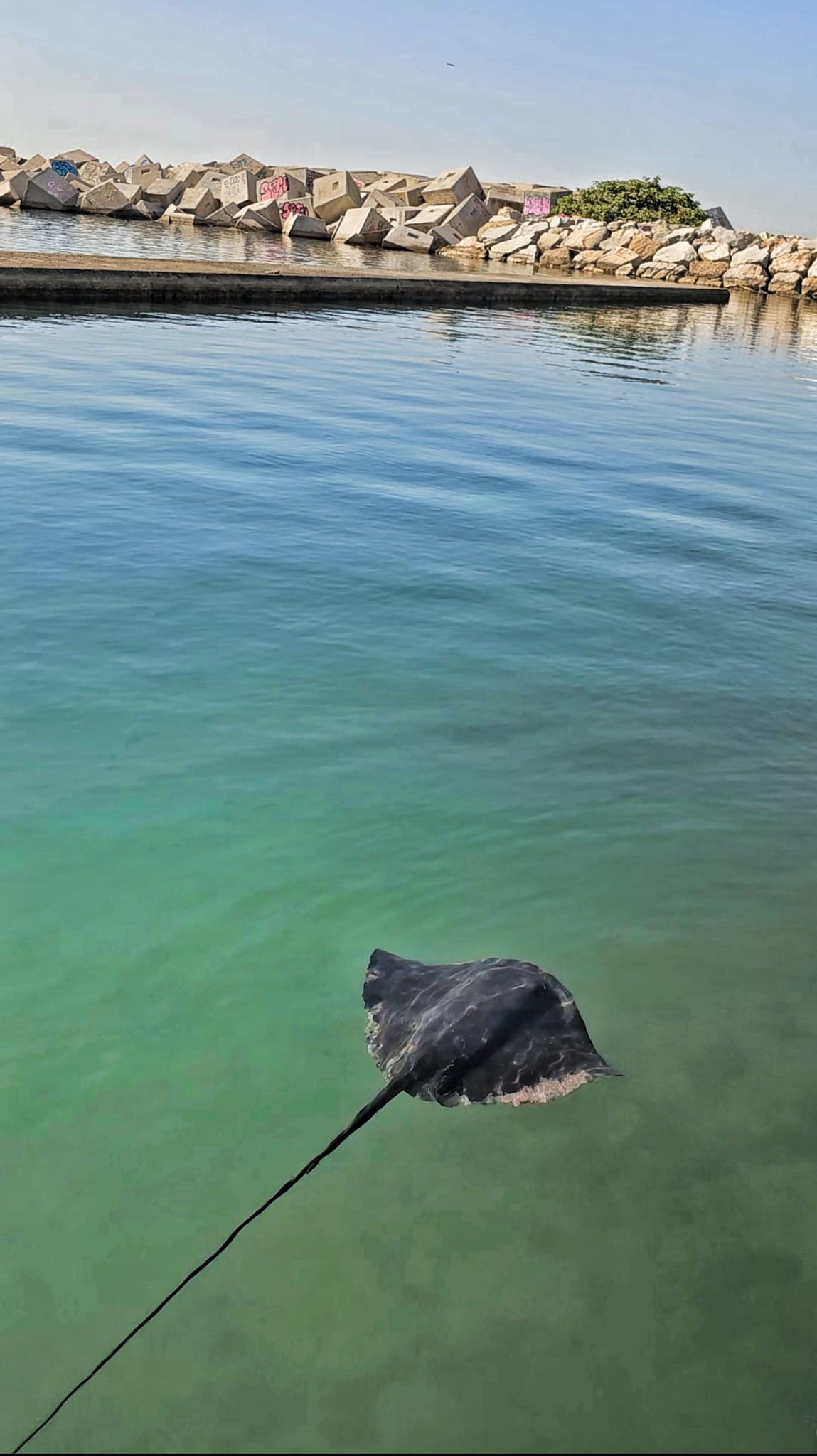 Prohibido el baño en la playa urbana del Fòrum de Barcelona tras avistarse una raya 