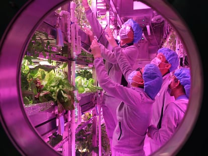 Los voluntarios trabajan en la huerta del laboratorio.