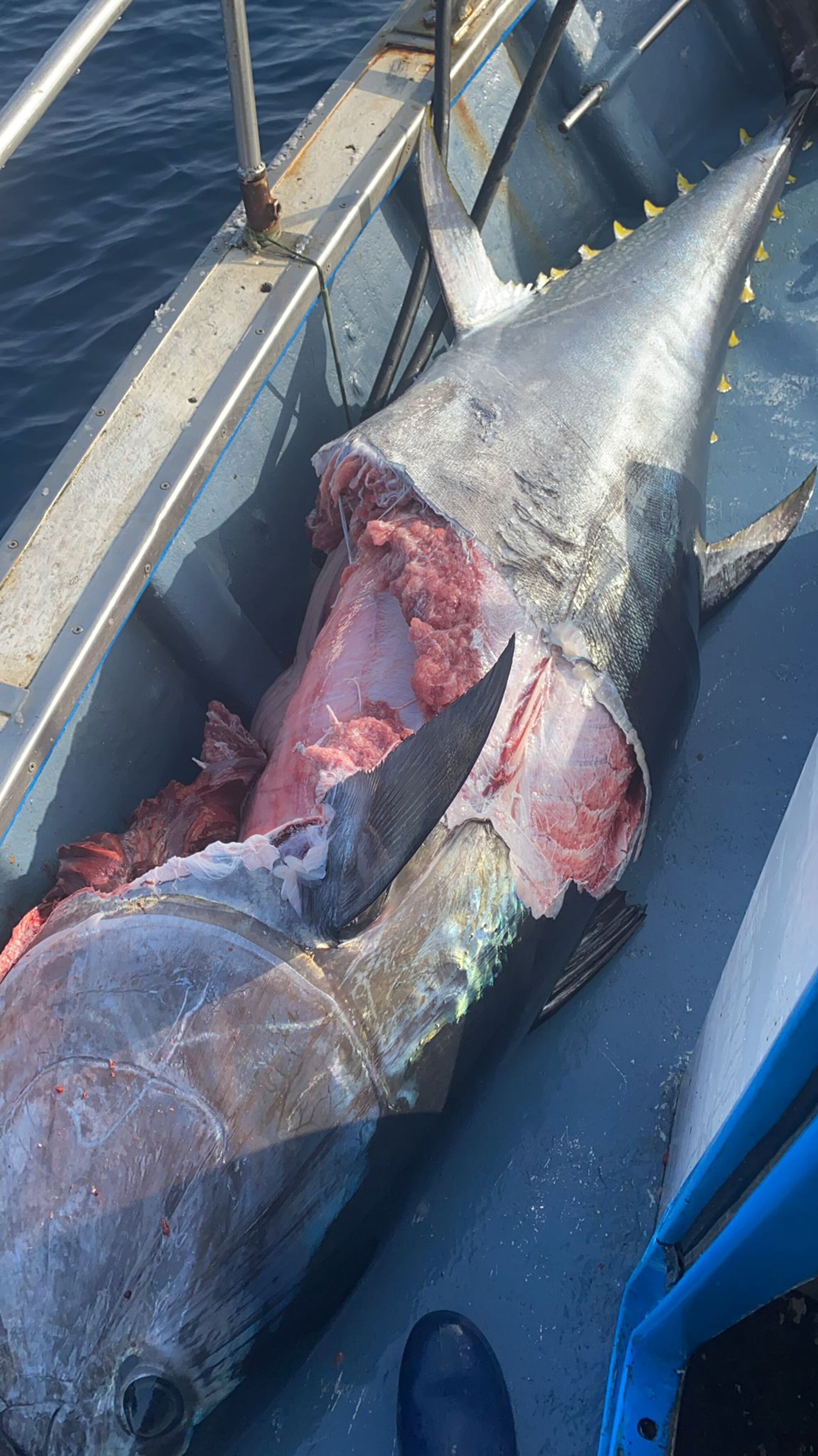 Un atún destrozado después de un encuentro con una orca.