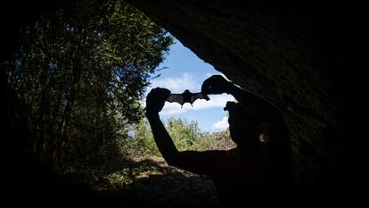 El ecoepidemiólogo Jordi Serra-Cobo, en una cueva de la Noguera (Lleida), estudia la transmisión de virus entre murciélagos y humanos.