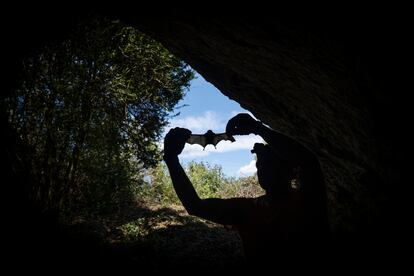 El ecoepidemiólogo Jordi Serra-Cobo, en una cueva de la Noguera (Lleida), estudia la transmisión de virus entre murciélagos y humanos