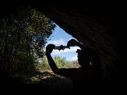 El ecoepidemiólogo Jordi Serra-Cobo, en una cueva de la Noguera (Lleida), estudia la transmisión de virus entre murciélagos y humanos.