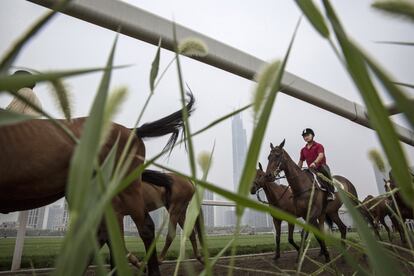 Un trabajador entrena a los caballos del club de polo Goldin Metropolitan de Tianjin, China.