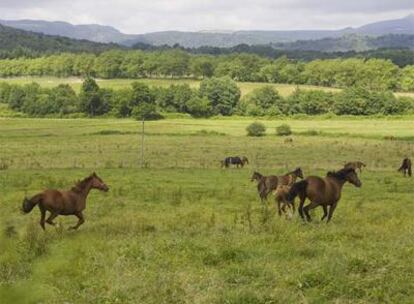 Caballos en el valle de Ultzama, lugar privilegiado para la cría caballar por sus praderas y la calidad de su hierba.