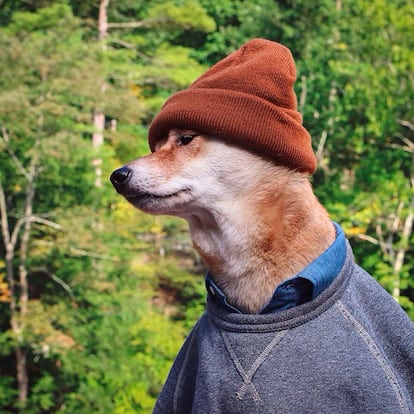 Y por supuesto, si se pone de moda el hombre de los bosques, él no duda en posar bajo los árboles convirtiéndose en el referente canino de la estética 'leñasexual'.