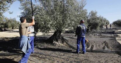 Recogida de aceituna en la campiña sur de Córdoba.