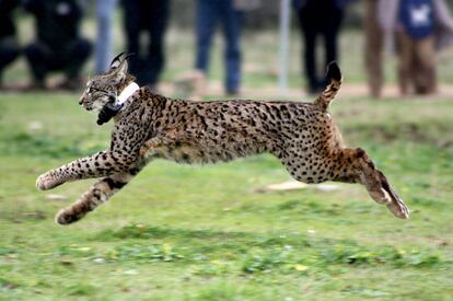 An Iberian lynx is released into the wild in Toledo.