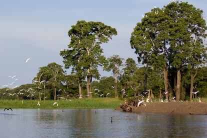 Selva del Amazonas, objeto de estudio del proyecto Providence, en el que participa la UPC.