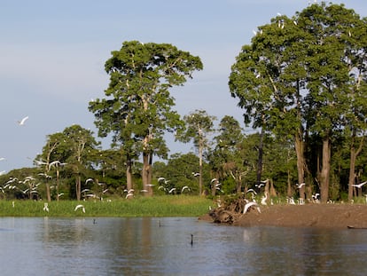 Selva del Amazonas, objeto de estudio del proyecto Providence, en el que participa la UPC.