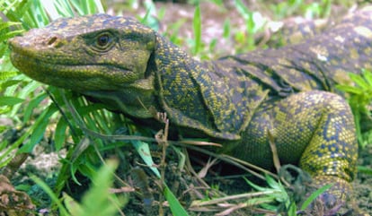 El 'Varanus bitawa' en su habitat natural