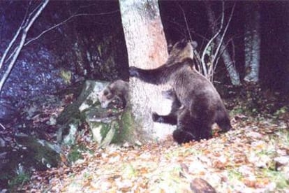 Una osa enseña a sus oseznos cómo marcar su territorio en un árbol de Somiedo (Asturias), en una imagen de una cámara automática de Fapas (www. Fapas.es).