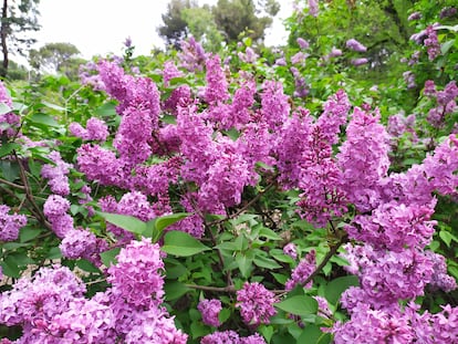 Un lilo de intensas y aromáticas flores rosadas en un jardín madrileño