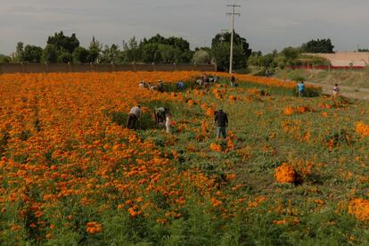 De acuerdo con la tradición, las flores de cempasúchil guían el camino de las ánimas para volver con sus seres queridos la noche del Día de Muertos.