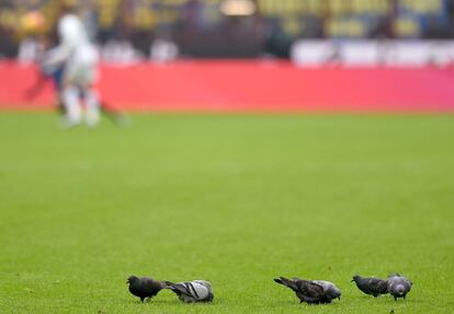 Debe ser tan entretenido el fútbol del Inter que unas palomas se adueñaron ayer del césped de San Siro 