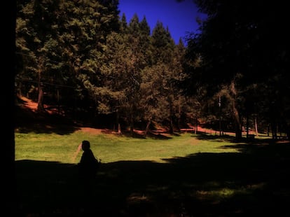 El bosque de Piedra Canteada durante el día.