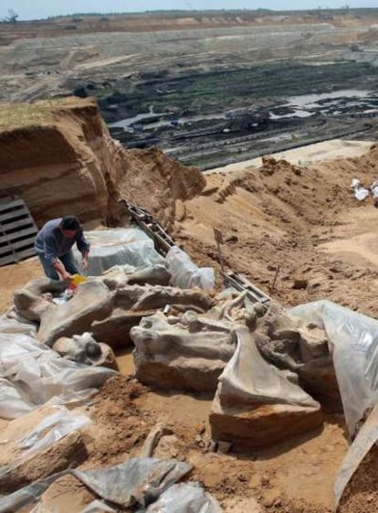 Excavación de un esqueleto completo de mamut meridional de hace un millón de años cerca de Kostolac (Serbia).