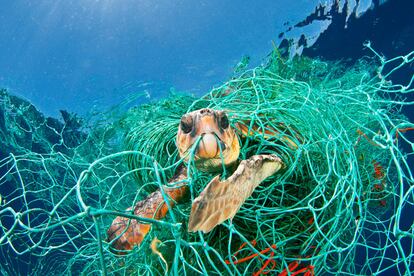 El fotógrafo español Jordi Chias Pujol se ha alzado con el premio One Earth, que galardona a la fotografía que transmite el daño que el hombre hace a la naturaleza. En la imagen, una tortuga enredada en una red de pesca. La fotografía fue tomada en 2009, entre Baleares y Barcelona. (Fotografía proporcionada por Veolia Environnement Wildlife Photographer of the Year 2010).