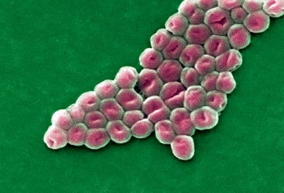 Superbacterias