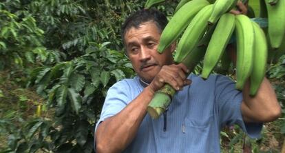 Ricardo Díaz corta plátanos en su finca de Quindío en Colombia.