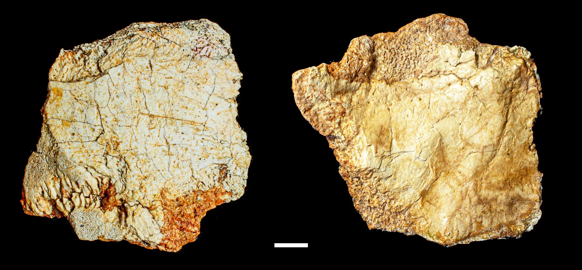 Un enigmático cráneo de hace 200.000 años hallado en Ciudad Real complica aún más “el lío en el medio” de la evolución humana