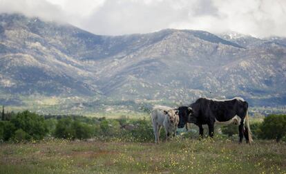 Una vaca y su cría pastan en los terrenos protegidos de la Dehesa.